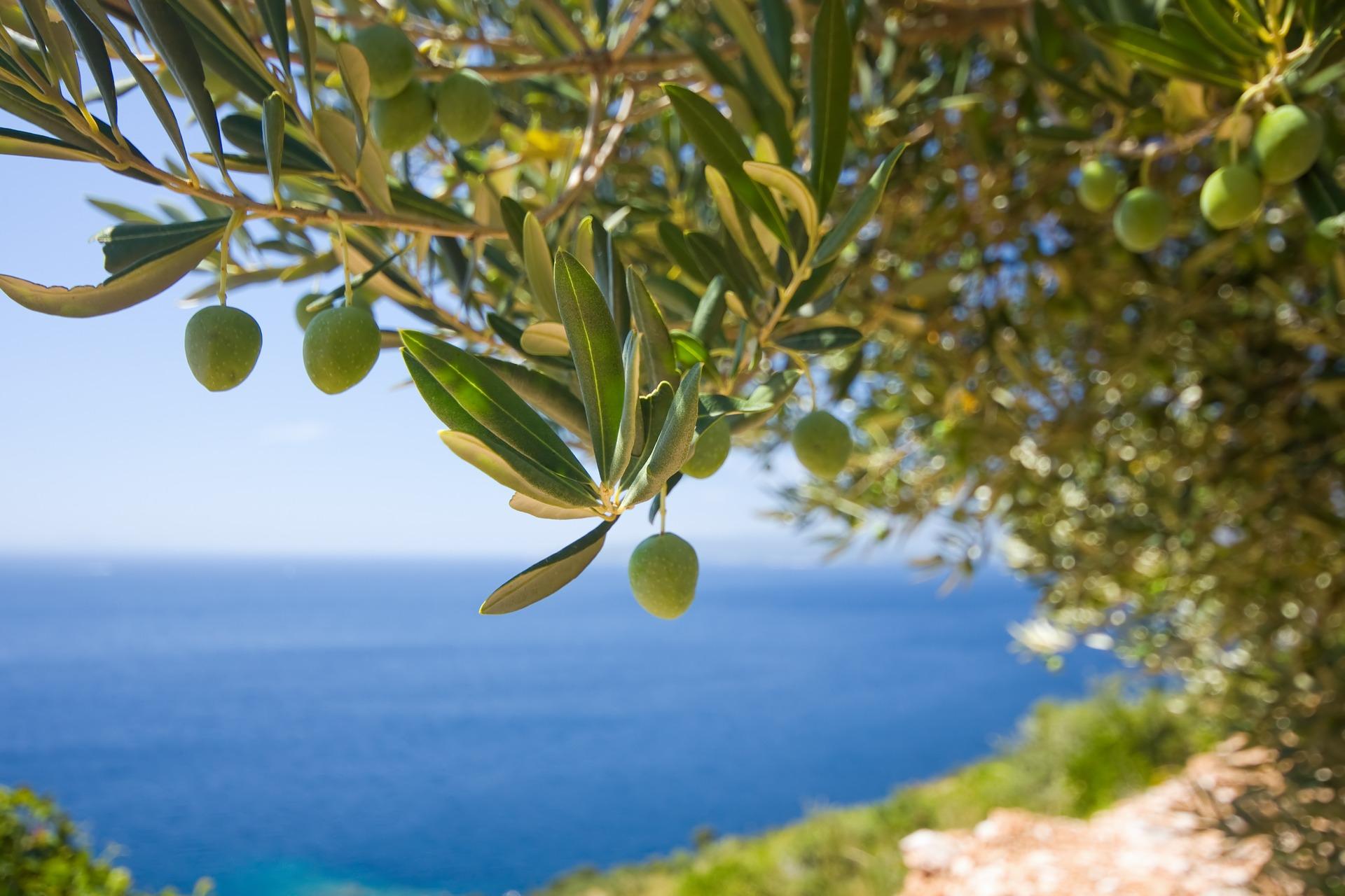 Ontdek de olijfgaarden en kustlijnen op Oost-Kreta - 8-daagse fly-drive – afbeelding 5