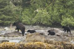 Canada  Bearwatching in Tofino