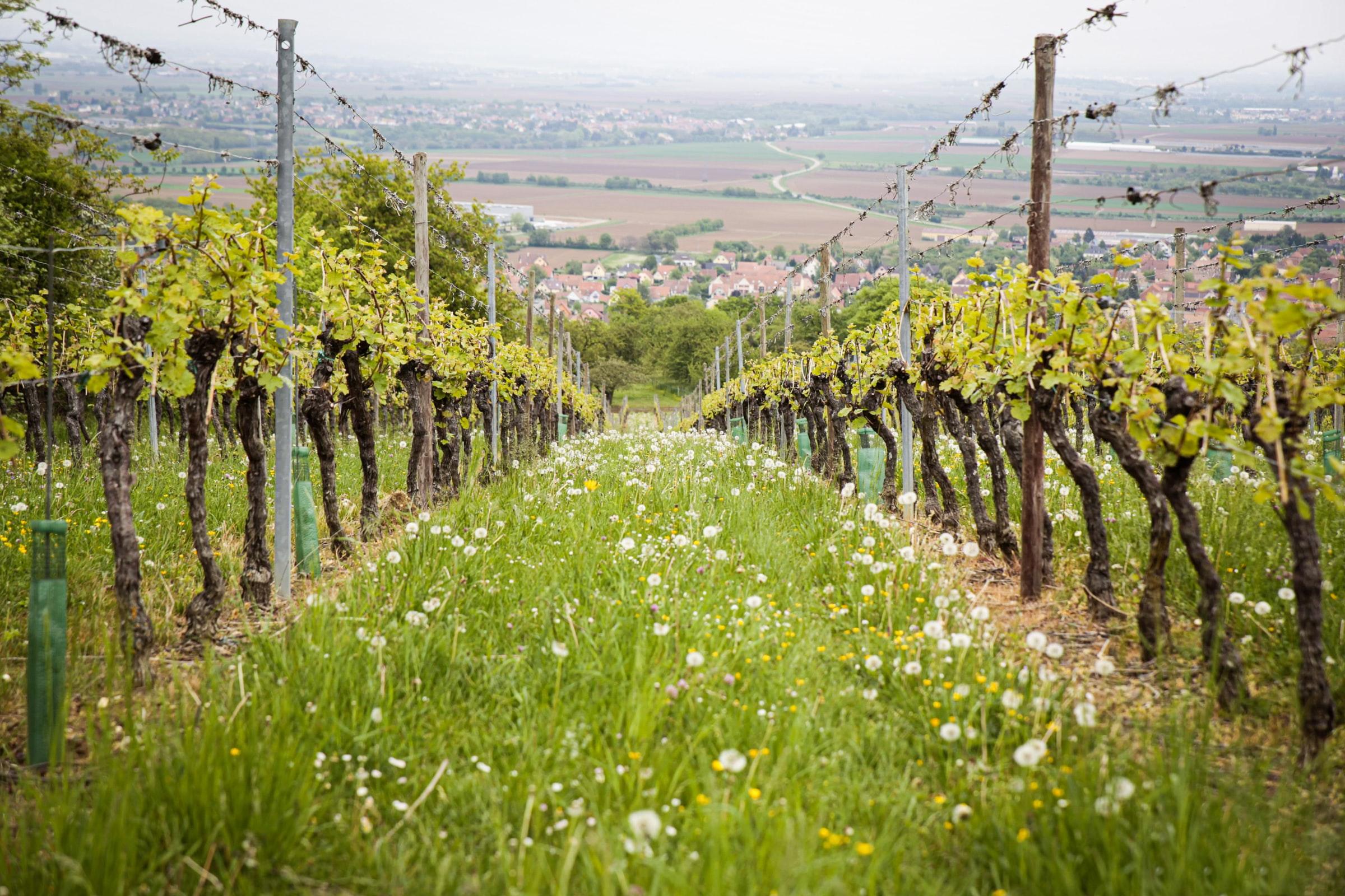 Ontdek Alsace in Stijl - 7-daagse roadtrip – afbeelding 2