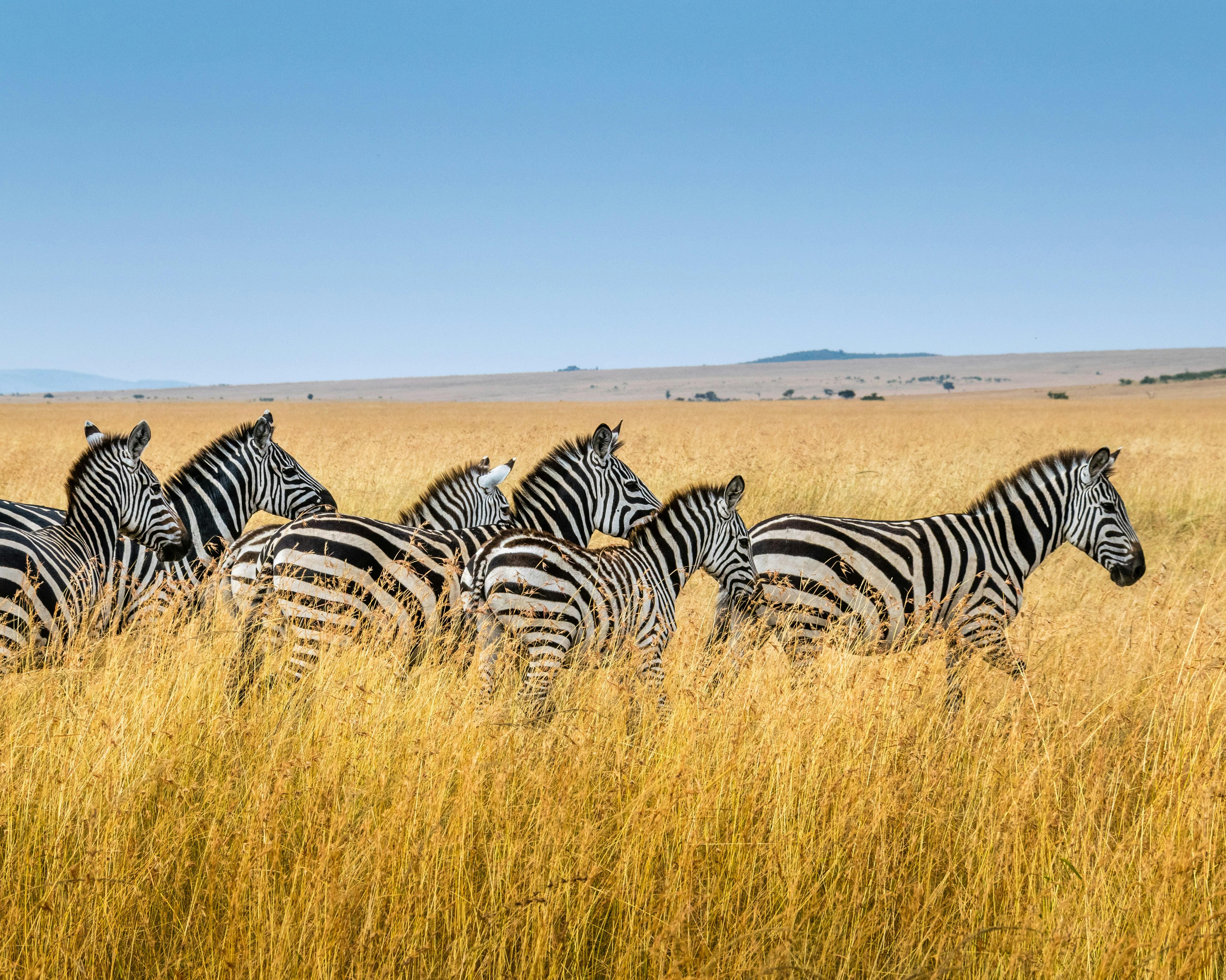 Zebra's