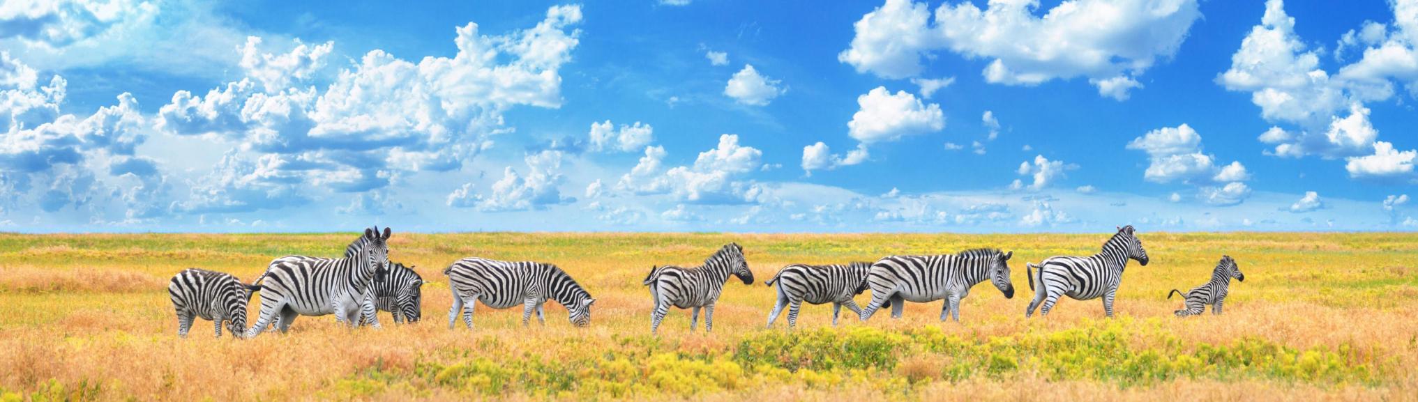 De African Dream: Een unieke ervaring 