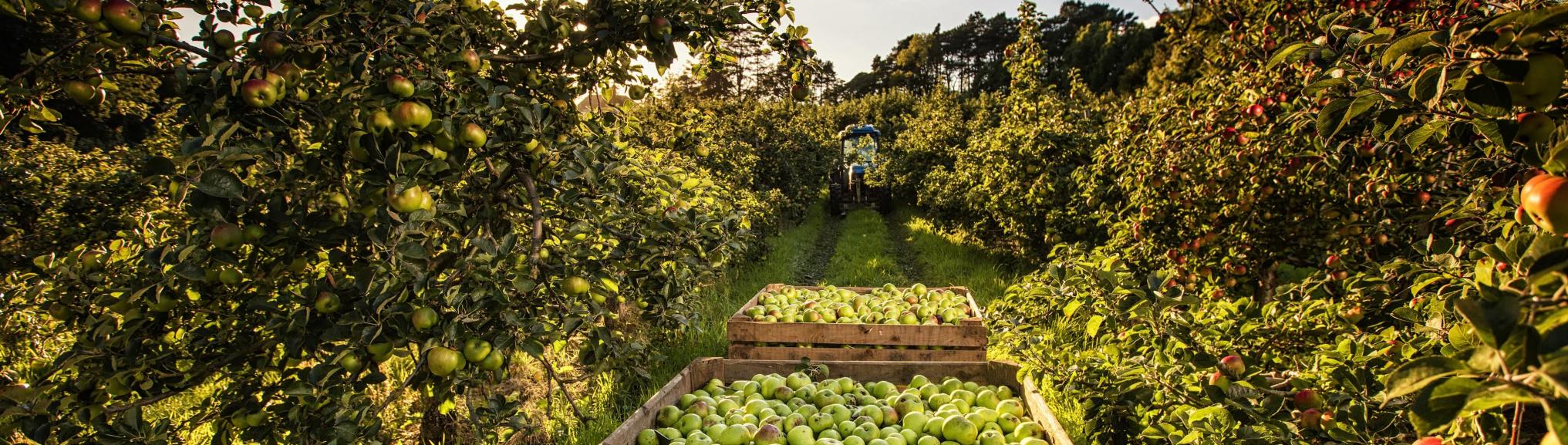 Orchard, Co. Armagh