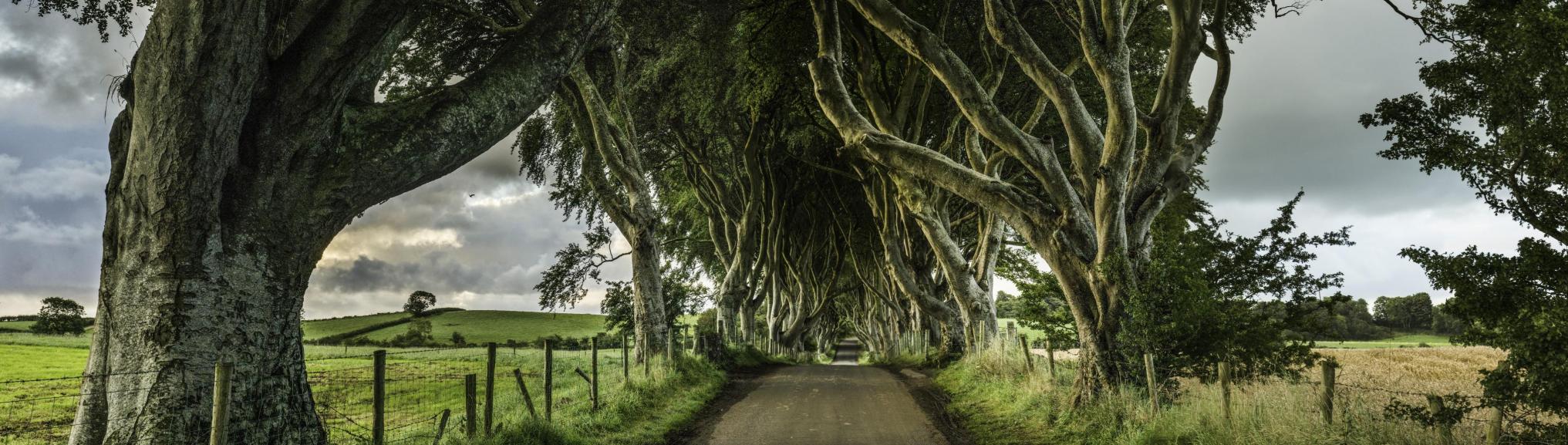 Dark Hedges, Co. Antrim