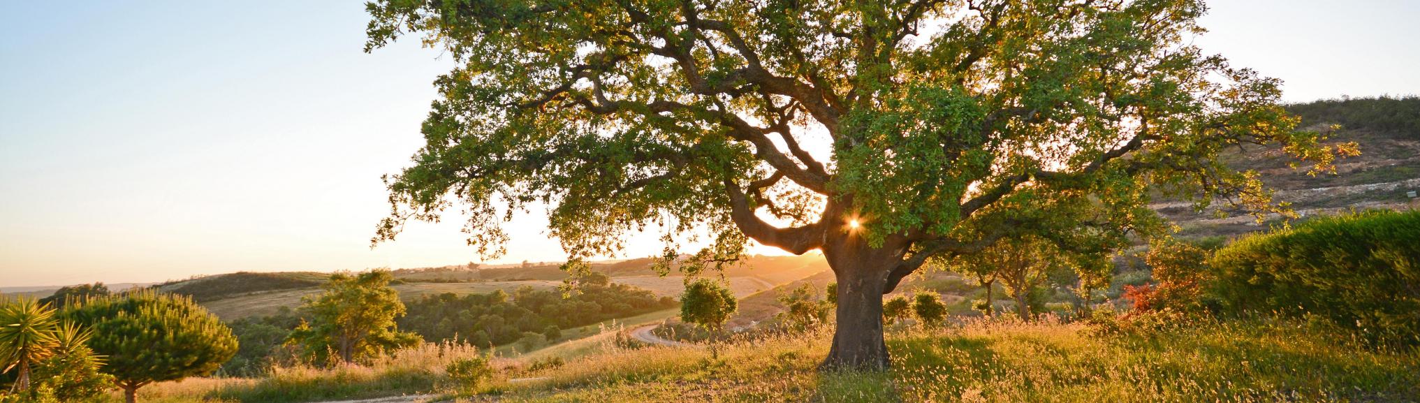 Alentejo