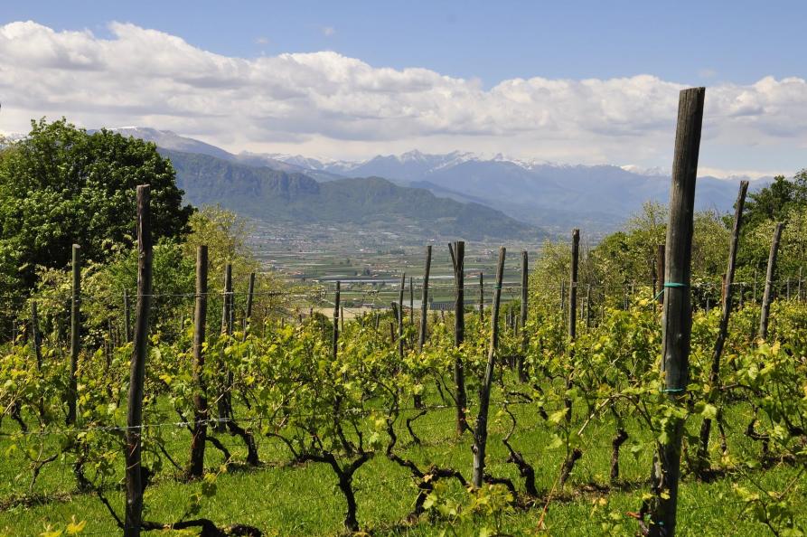 Wijngaarden Piemonte