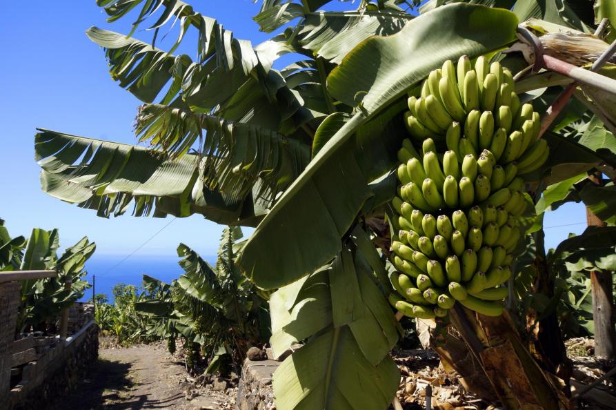 La Palma