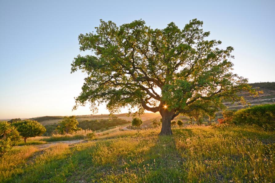 Alentejo