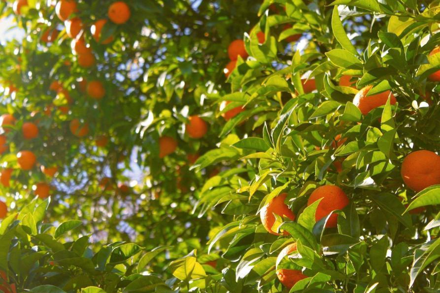 Il Giardino del Sole