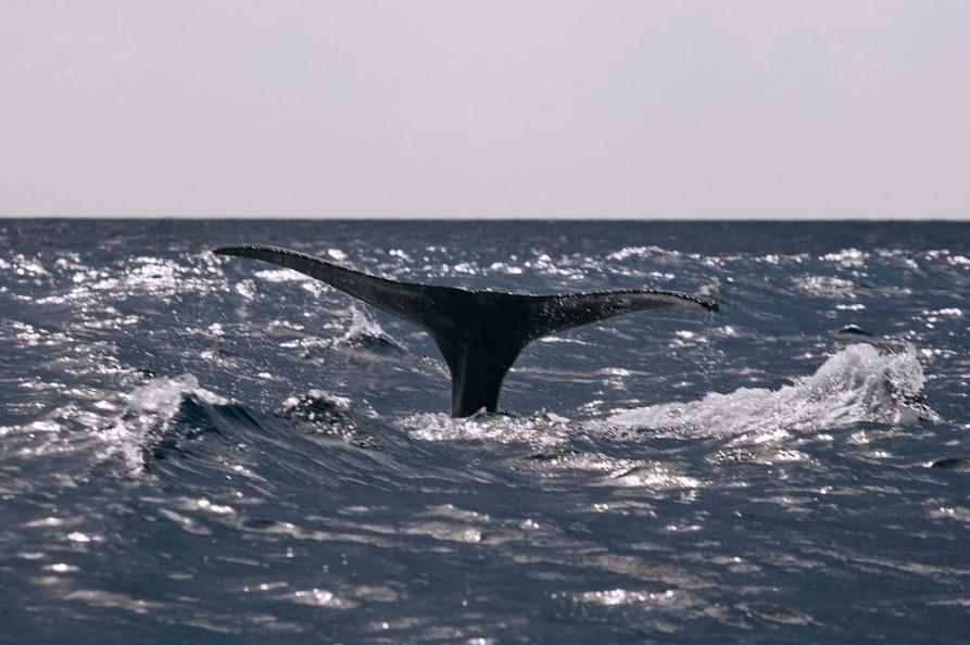 Walvis spotten, Sao Miguel