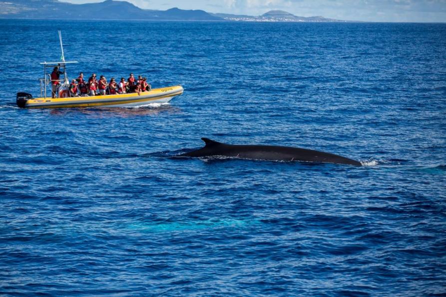 Walvis spotten, Sao Miguel