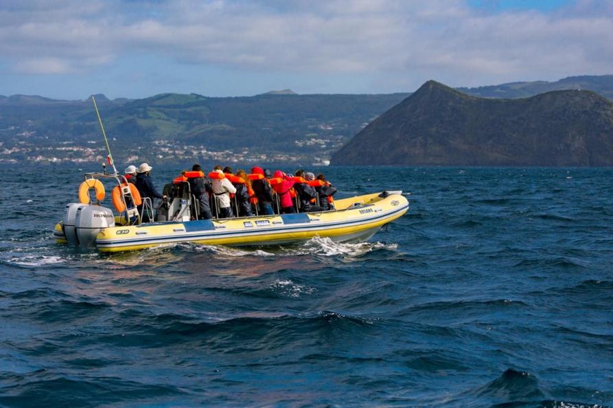 Walvis spotten, Sao Miguel