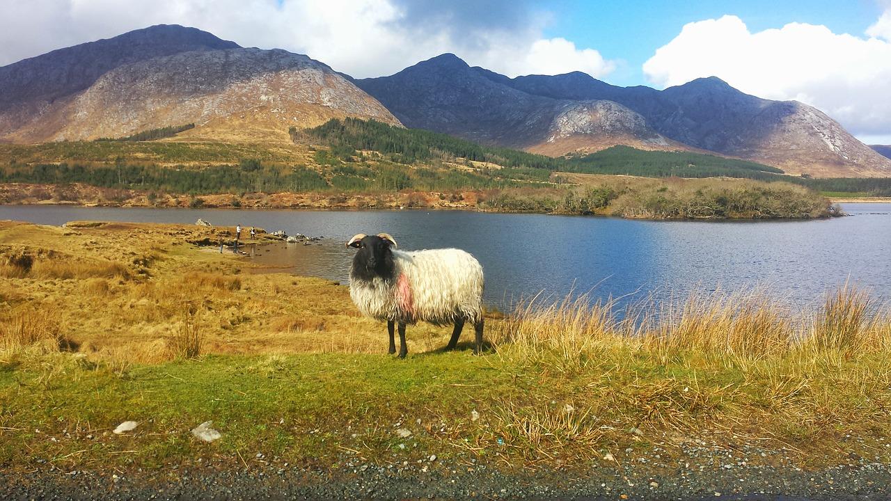 Voel je als een koning te rijk in Ierland - 15-daagse fly-drive – afbeelding 4
