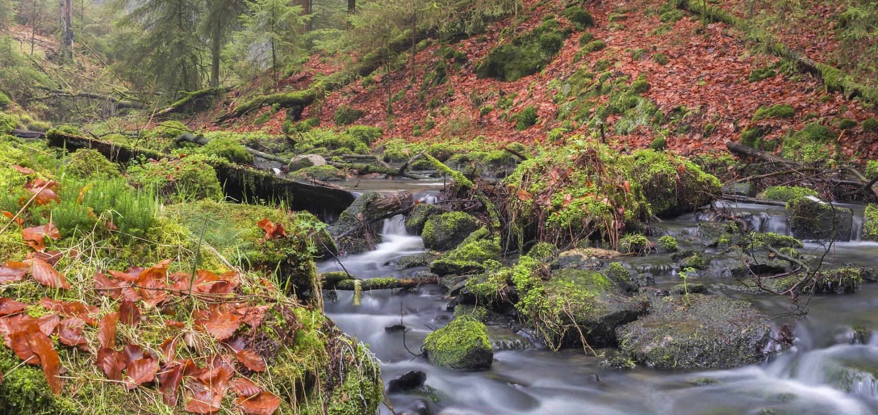 Ontdek de natuur nabij Waldhotel Barenstein - Waldhotel Barenstein – afbeelding 3