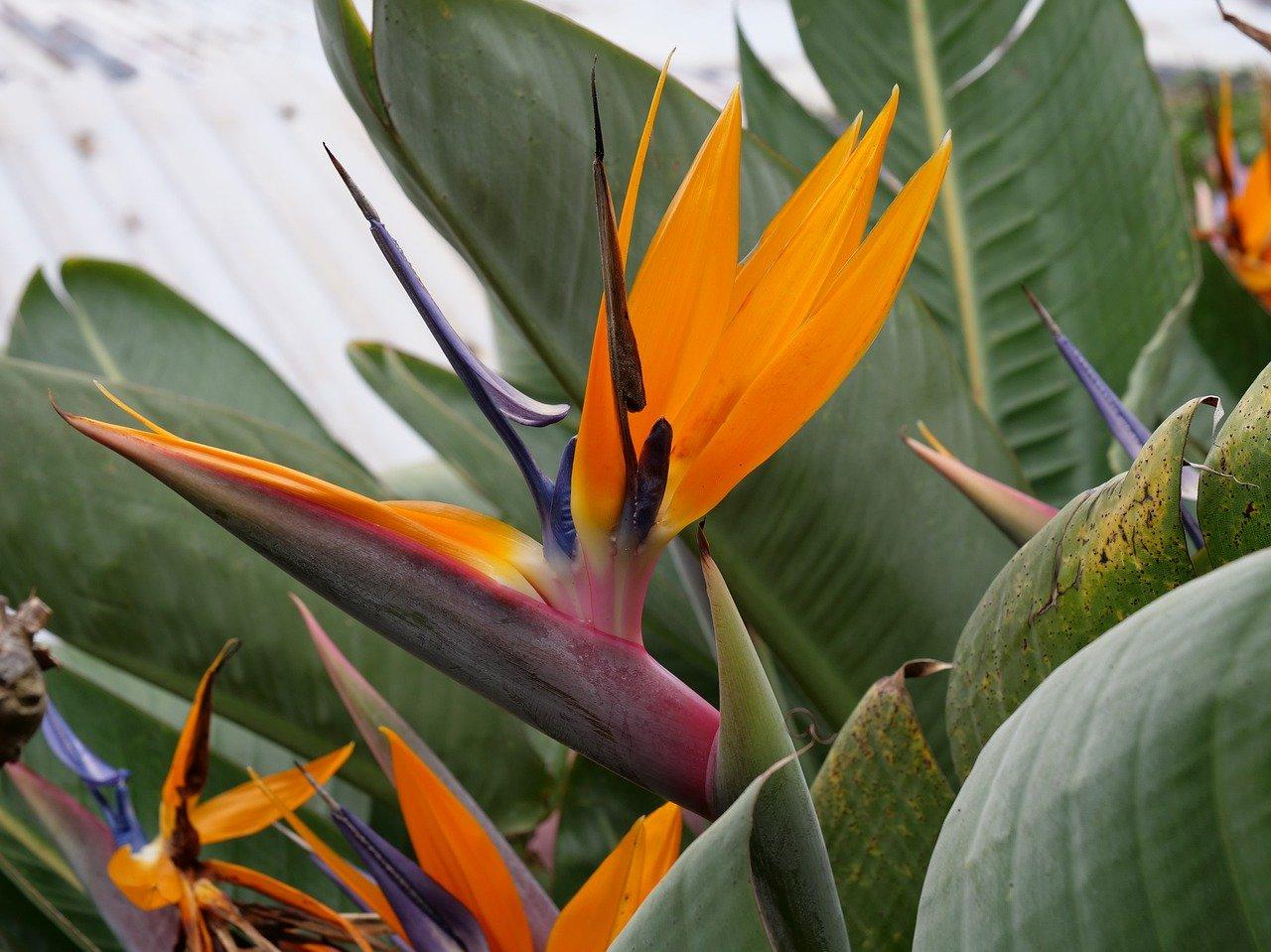 Madeira in luxe - 12-daagse fly-drive – afbeelding 3