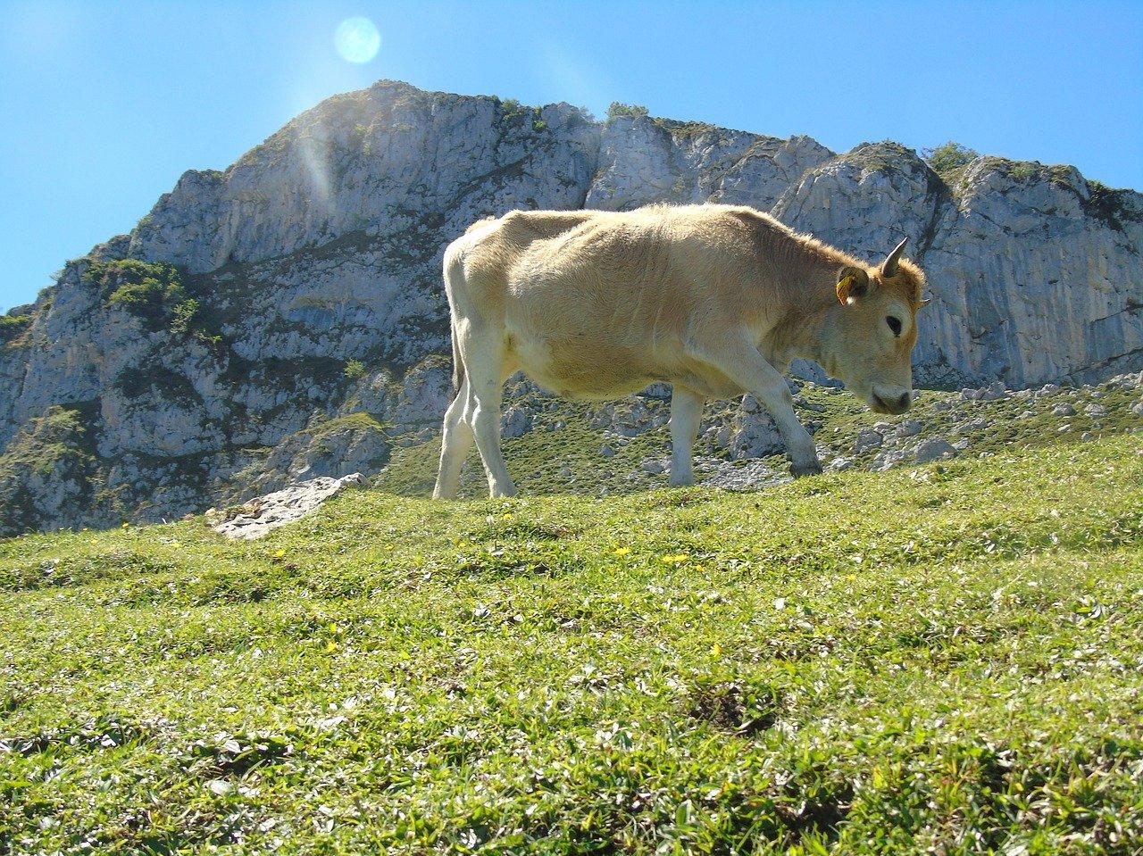De Picos de Europa route - 4-daagse fly-drive – afbeelding 5
